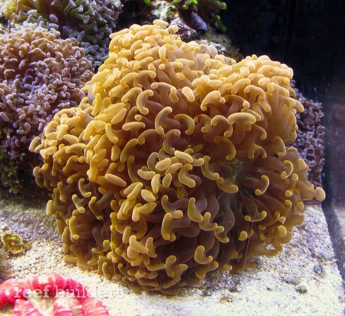 orange torch coral